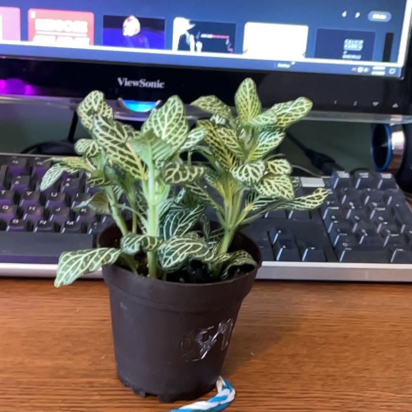 Photo of the plant species White Anne Nerve Plant by @DynamoSweetmint named Clooney on Greg, the plant care app