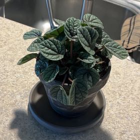 Photo of the plant species Peperomia Burbella by @DynamoSweetmint named Athena on Greg, the plant care app