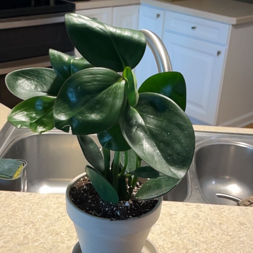 Photo of the plant species Peperomia Red Edge by @DynamoSweetmint named Winston on Greg, the plant care app
