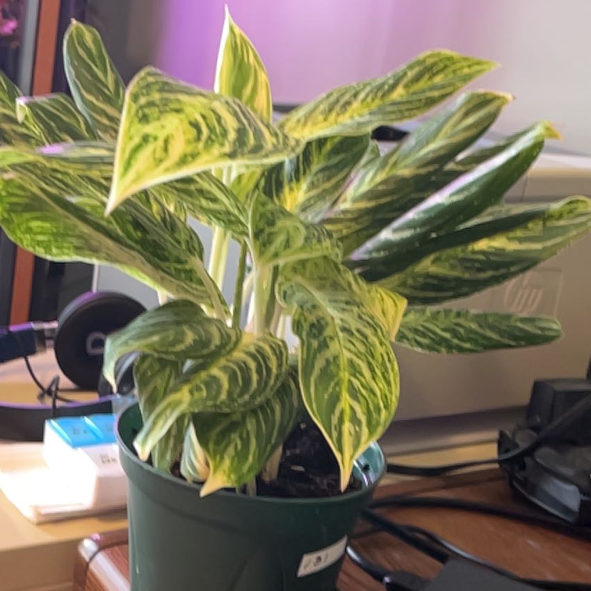 Photo of the plant species Chinese Evergreen 'Golden Madonna' by @DynamoSweetmint named Kesha on Greg, the plant care app