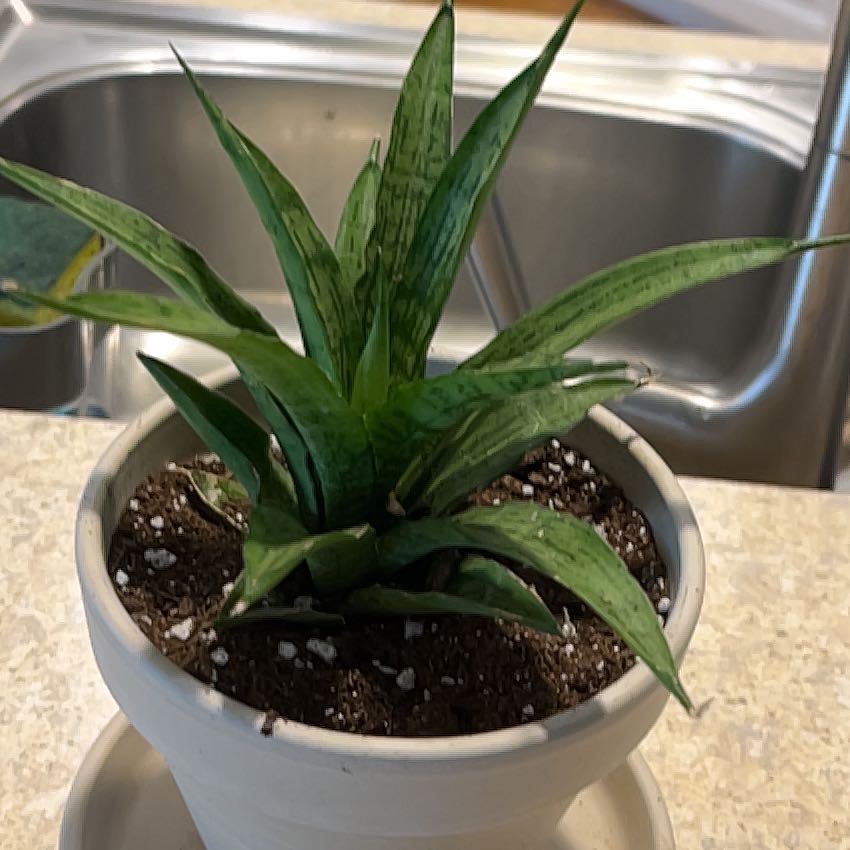 Photo of the plant species White Sansevieria by @DynamoSweetmint named Rosa on Greg, the plant care app