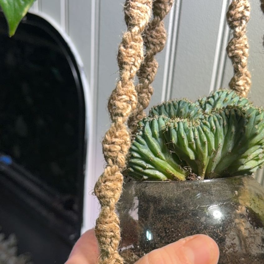 Photo of the plant species Myrtillocactus geometrizans f. cristata 'Indigo Wave' by @CivilGalega66 named Aristotle on Greg, the plant care app