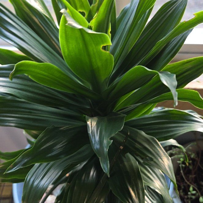 Photo of the plant species Dracena by @ChicLychee27 named Bieber on Greg, the plant care app
