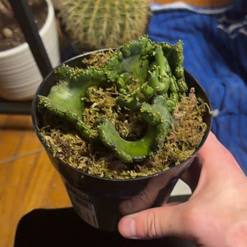 Photo of the plant species Euphorbia leucodendron f. cristata by @OodlesTigersjaw named Wall-E on Greg, the plant care app