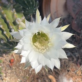 Photo of the plant species Arizona Queen-of-the-Night by @RevealingPalqui named da Vinci on Greg, the plant care app