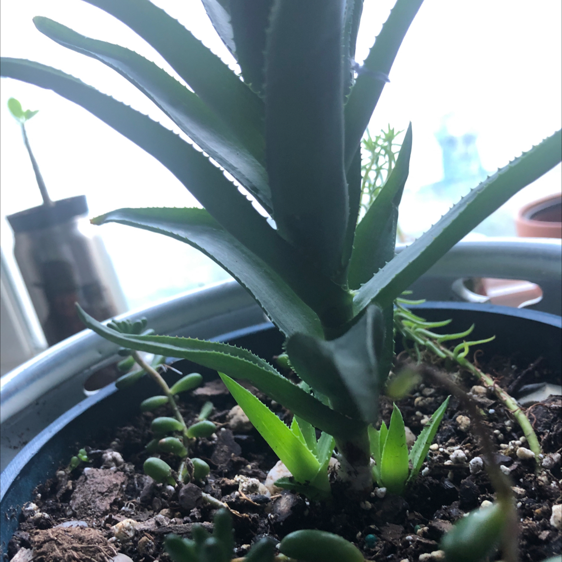 Spear Head Senecio plant in a pot with visible soil and healthy green leaves.