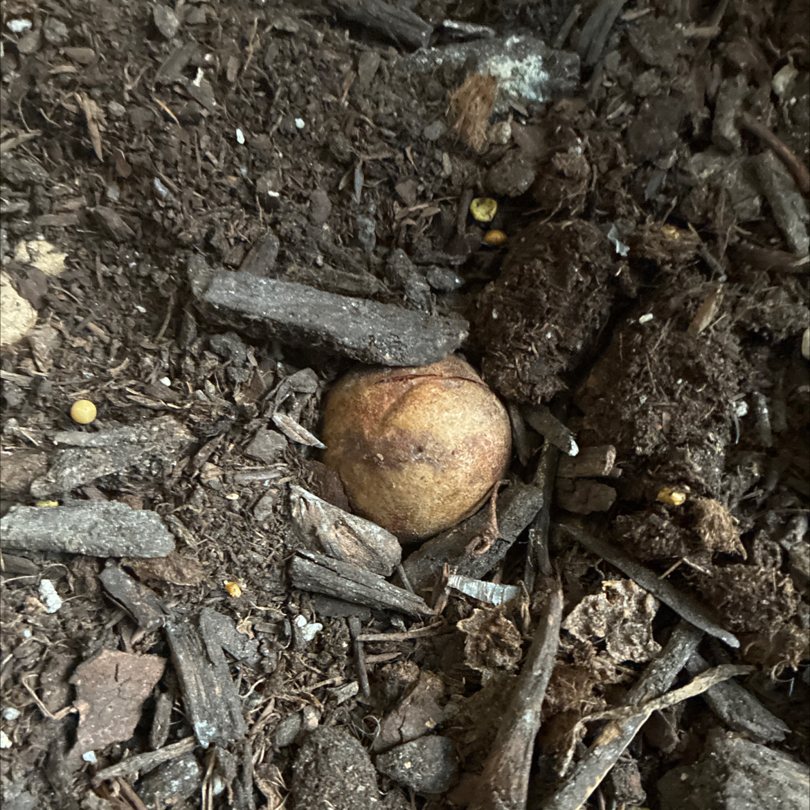 Photo of the plant species Avacodo Plant by @Sept_girl named Surviver on Greg, the plant care app