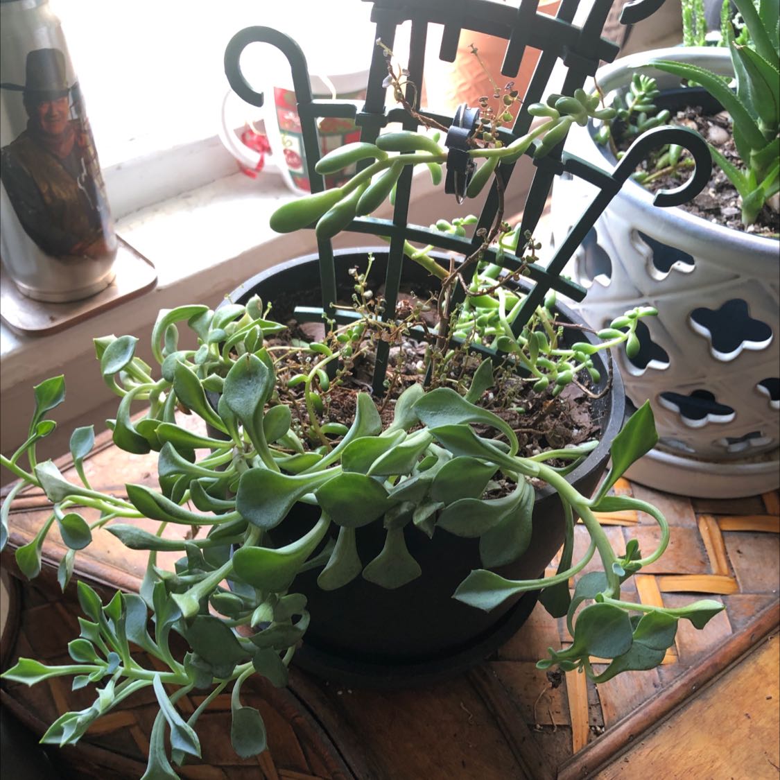 Potted Spear Head Senecio plant with elongated, succulent leaves indoors near a window.