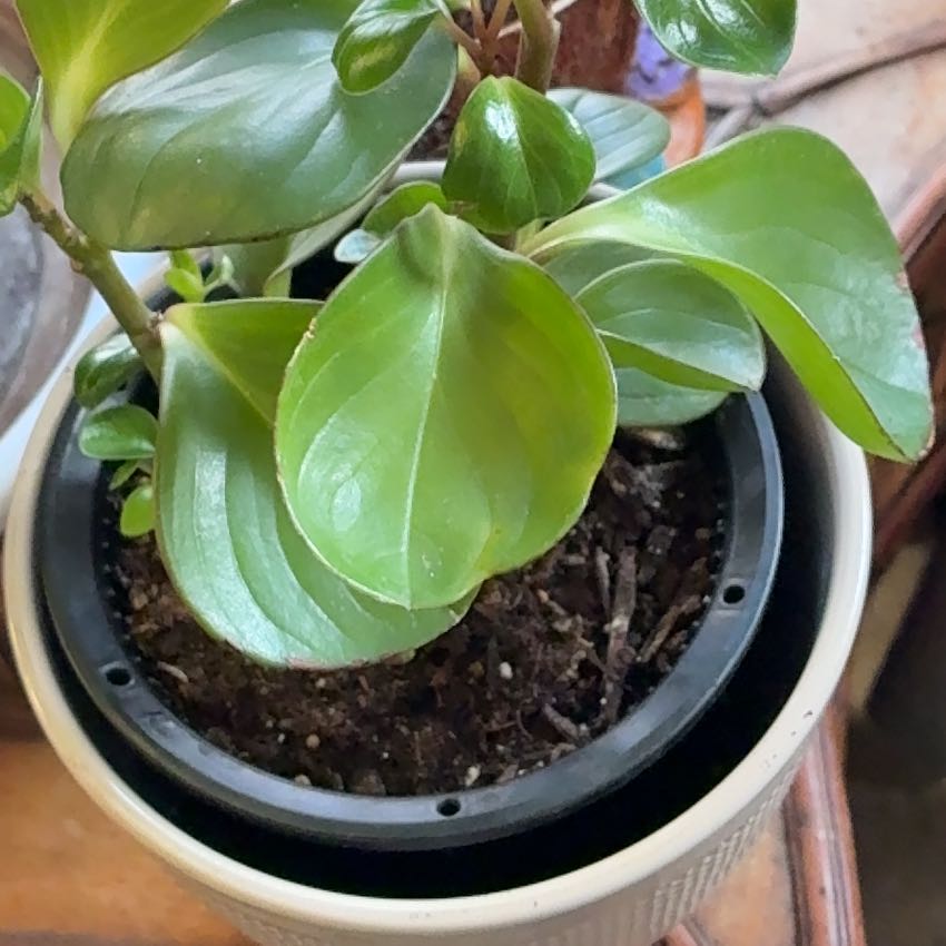 Photo of the plant species Baby Rubber Plant by @Sept_girl named Orwell on Greg, the plant care app