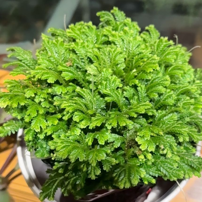 Photo of the plant species frosty fern by @TastyBabytoes66 named Winston on Greg, the plant care app