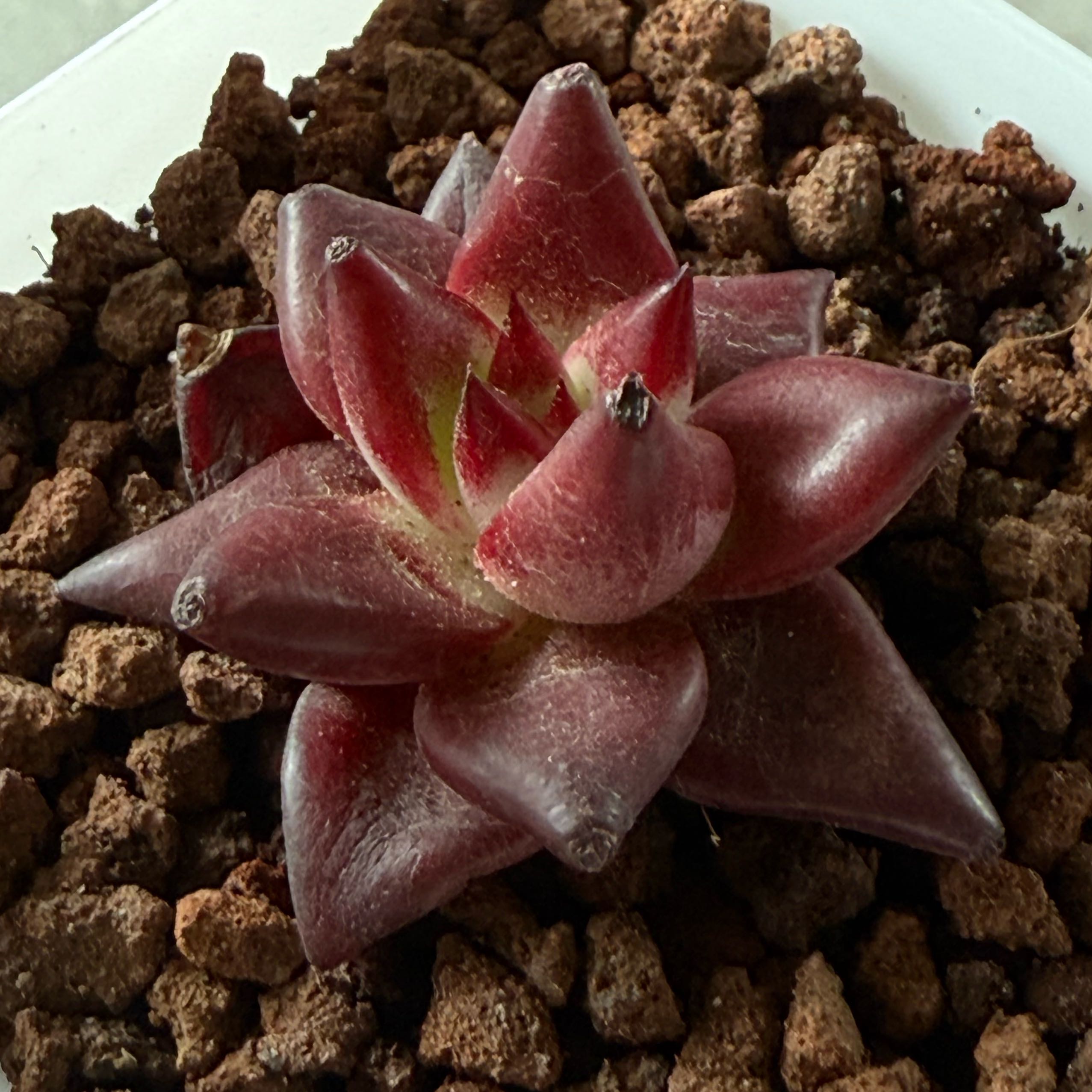 Photo of the plant species echeveria Romeo by @TryTearose61 named Dax on Greg, the plant care app