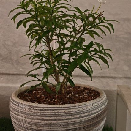 Photo of the plant species Thai Jasmine by @YernPecan29 named Foxxy on Greg, the plant care app