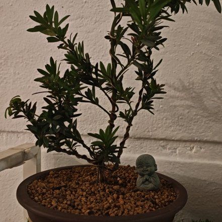 Photo of the plant species Podocarpus Plant by @YernPecan29 named Sanders on Greg, the plant care app