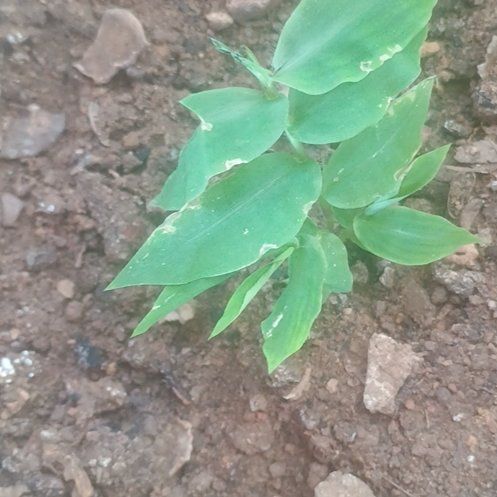 Photo of the plant species Wavyleaf Basketgrass by @WiseGalega23 named Huckleberry Fern on Greg, the plant care app
