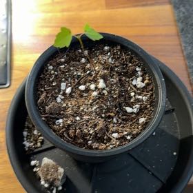 Photo of the plant species Montpellier Maple by @HunkyDewberry33 named Denali on Greg, the plant care app