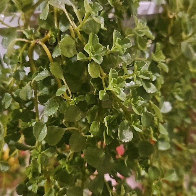 Photo of the plant species Coral Moss by @EconomicOxlip52 named Walt on Greg, the plant care app