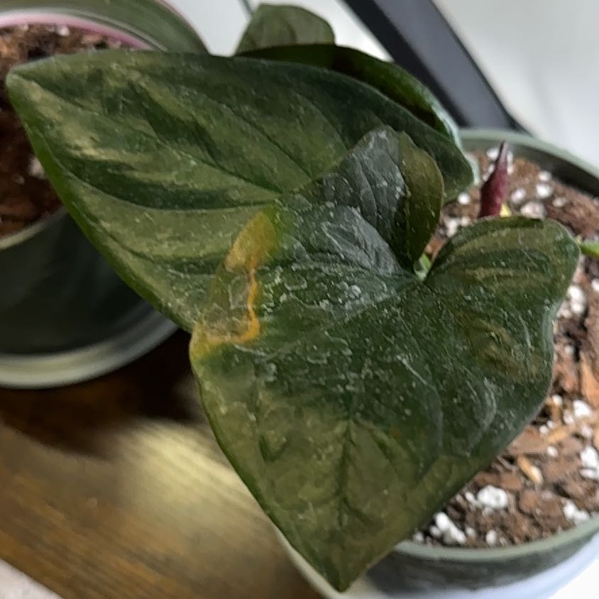 Photo of the plant species Maya Red Syngonium by @FabGloriosa38 named Walt on Greg, the plant care app