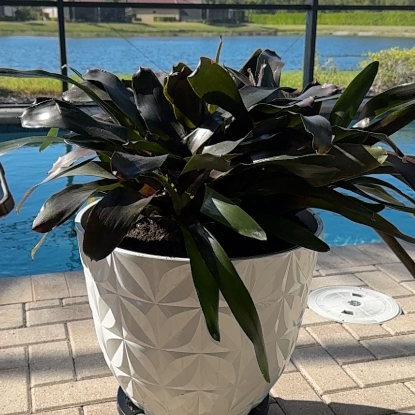 Photo of the plant species Bromeliad by @LoyallyViolet38 named Gregarious on Greg, the plant care app
