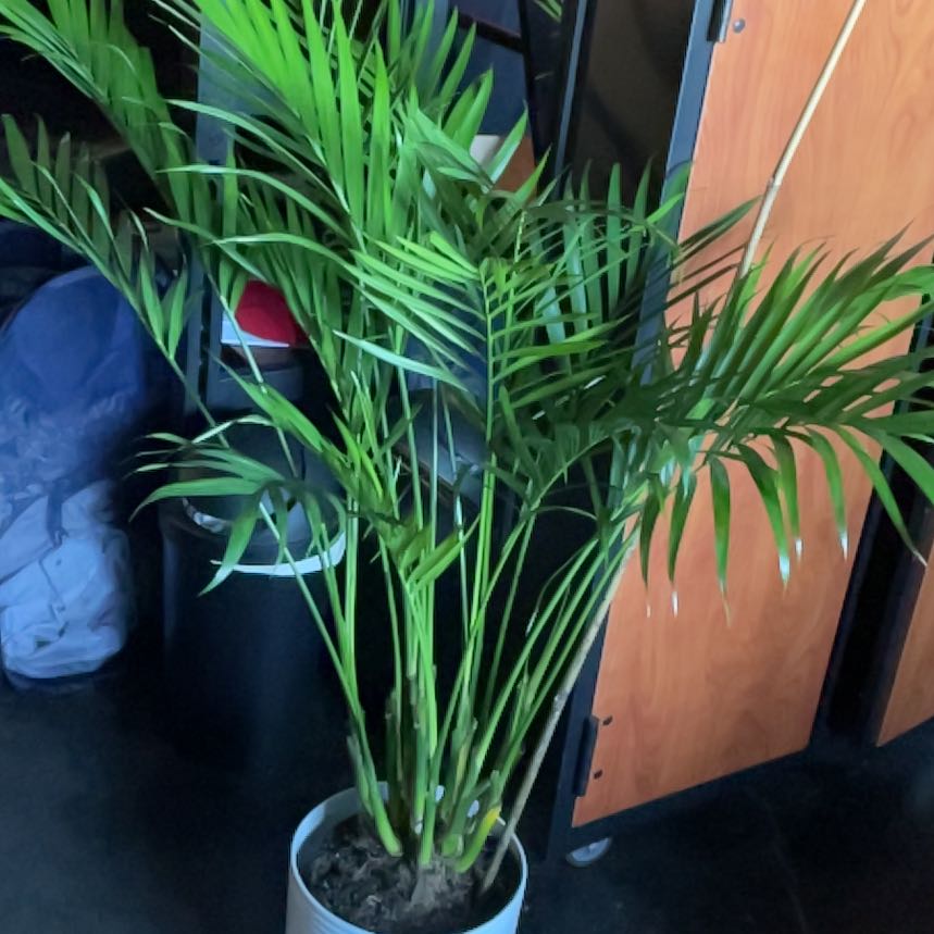 Photo of the plant species Cascade Palm by @RootedRedbush51 named Harper on Greg, the plant care app