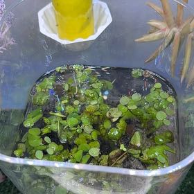 Photo of the plant species Water Spangles by @AdeptPhalsa22 named Sherlock on Greg, the plant care app
