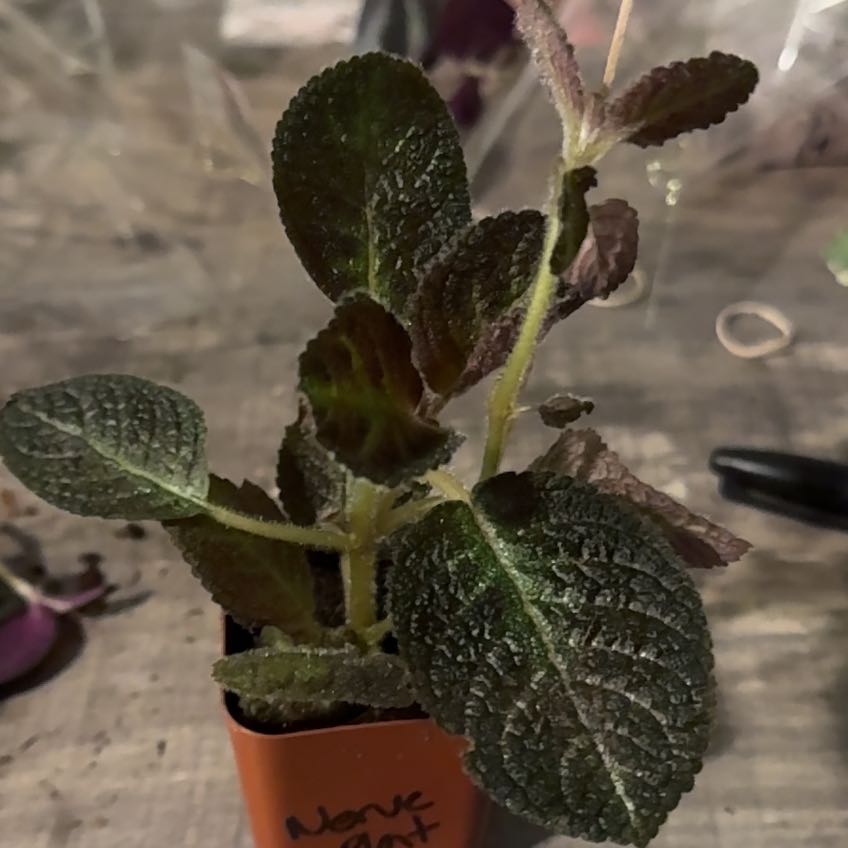 Photo of the plant species Purple Waffle Plant by @BonusChosmo43 named Prince on Greg, the plant care app