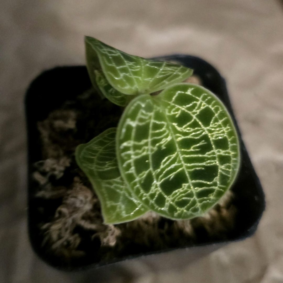 Photo of the plant species Lightning Bolt Jewel Orchid by @LeafyL0ve named Stella on Greg, the plant care app