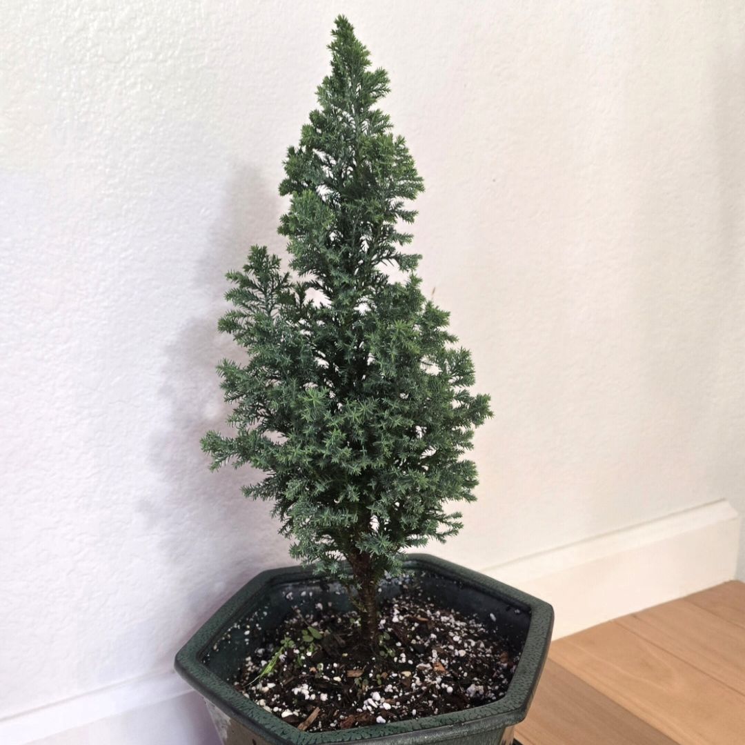 Photo of the plant species European Tree by @LeafyL0ve named Orlando Bloom on Greg, the plant care app