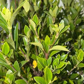 Photo of the plant species Gardenia by @SoigneIsepepper named Khaleesi on Greg, the plant care app