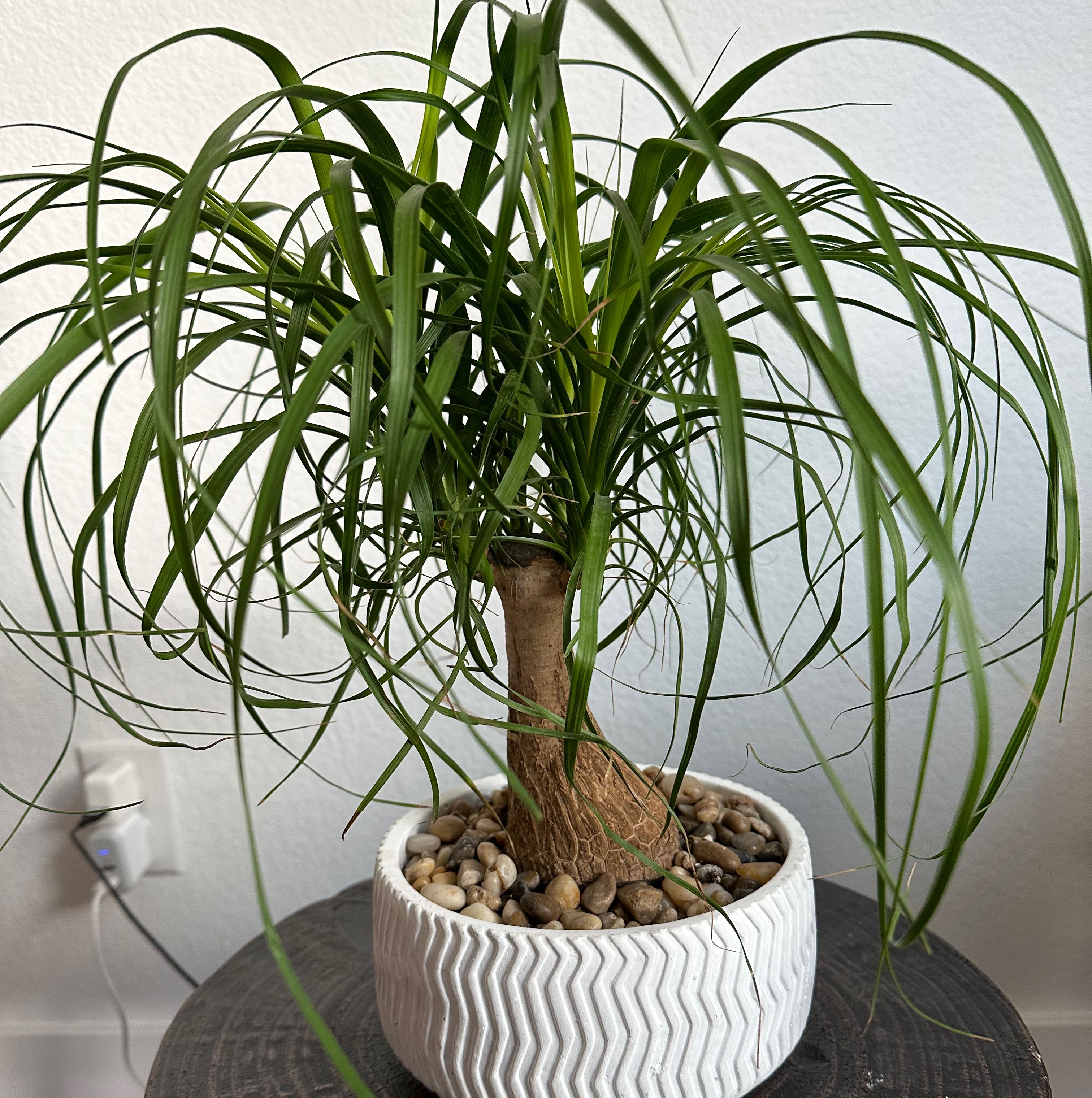 Photo of the plant species Ponytail Palm by Marjorie named Palmela on Greg, the plant care app
