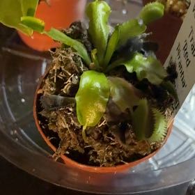 Photo of the plant species Venus Flytrap 'Red Piranha' by @ActualPothos58 named Homer on Greg, the plant care app