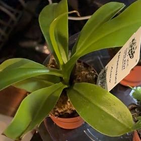 Photo of the plant species Nepenthes Alata by @ActualPothos58 named Doja Cat on Greg, the plant care app