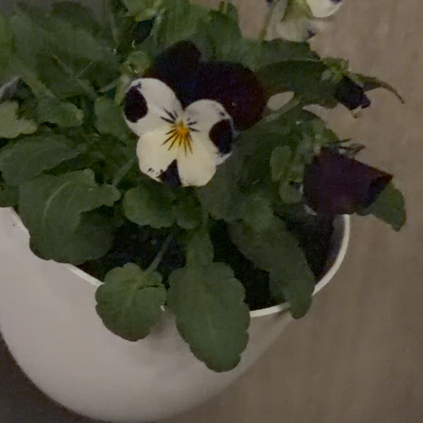 Photo of the plant species Wild Pansy by @inayashae named Xena on Greg, the plant care app