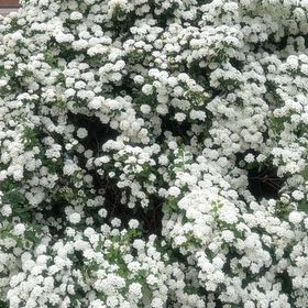 Photo of the plant species Firethorn by @KnightTimeout23 named Harry on Greg, the plant care app