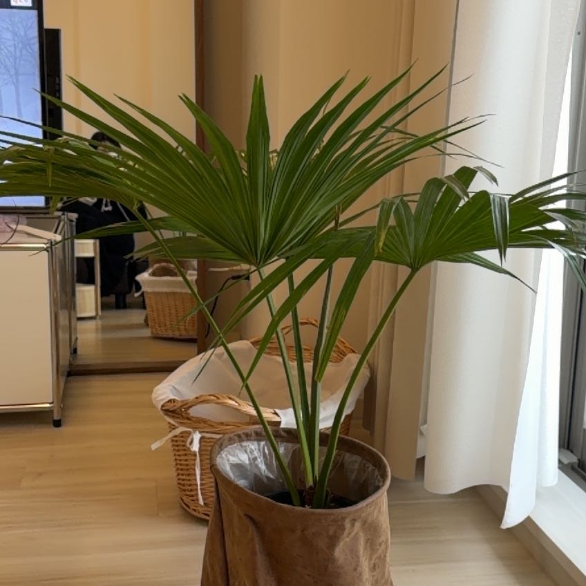 Photo of the plant species Fountain Palm by @CoolGoldenmoss named Sherlock on Greg, the plant care app