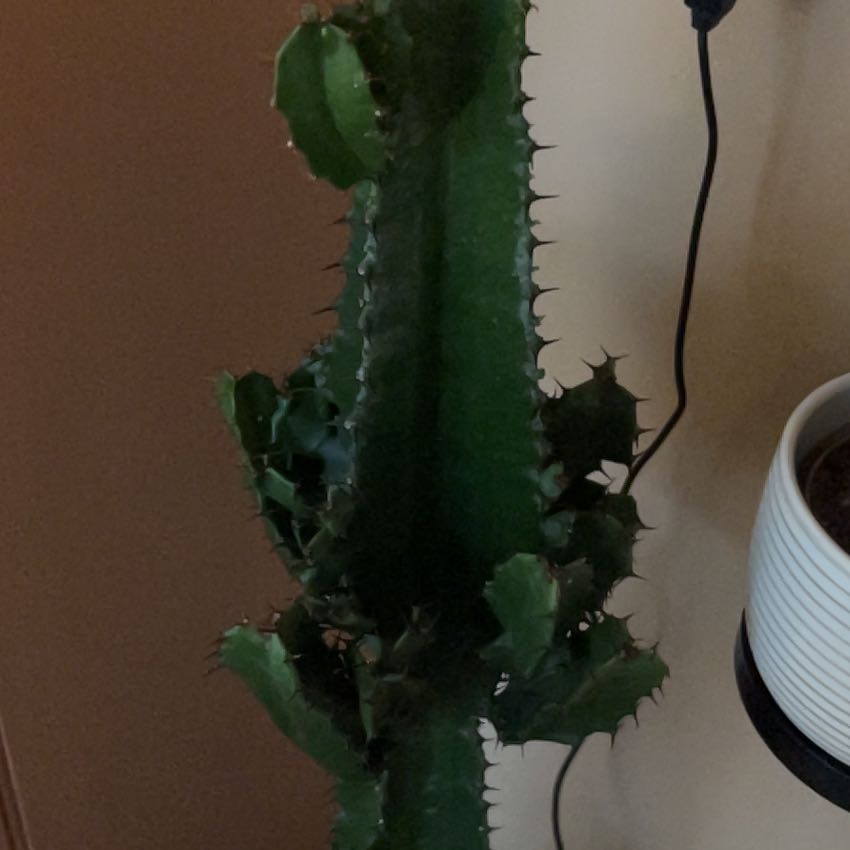 Photo of the plant species Cowboy Cactus by @SwellCarrot62 named Jack on Greg, the plant care app