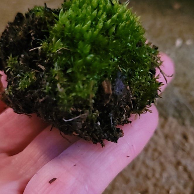 Photo of the plant species Silvergreen Bryum Moss by @SteamyBokchoi35 named Oscar on Greg, the plant care app