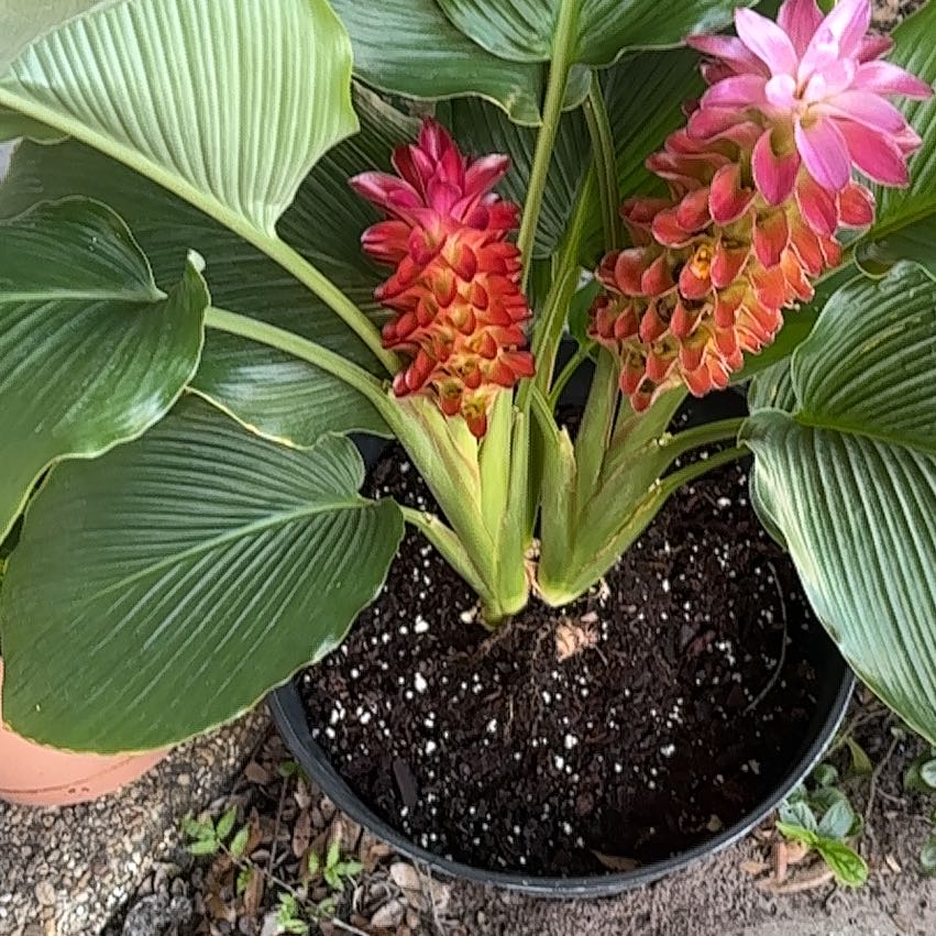 Photo of the plant species Red Ginger by @LovelyBroom21 named Sproutacus on Greg, the plant care app