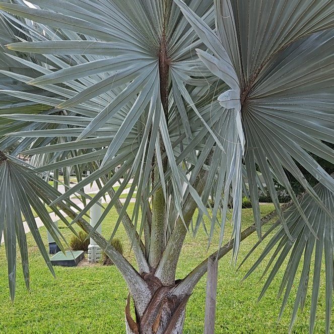 Photo of the plant species Bismarckia by @SwiftBeebalm72 named Demi on Greg, the plant care app