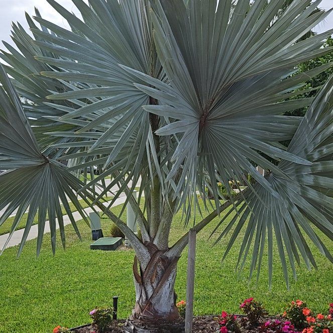Photo of the plant species Bismarckia by @SwiftBeebalm72 named Curie on Greg, the plant care app