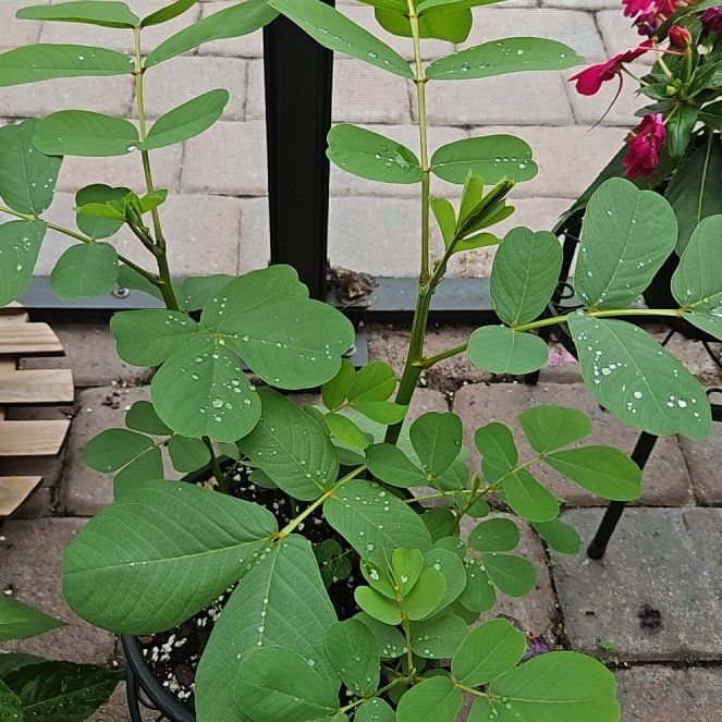 Photo of the plant species Candlestick Tree by @SwiftBeebalm72 named Nemo on Greg, the plant care app