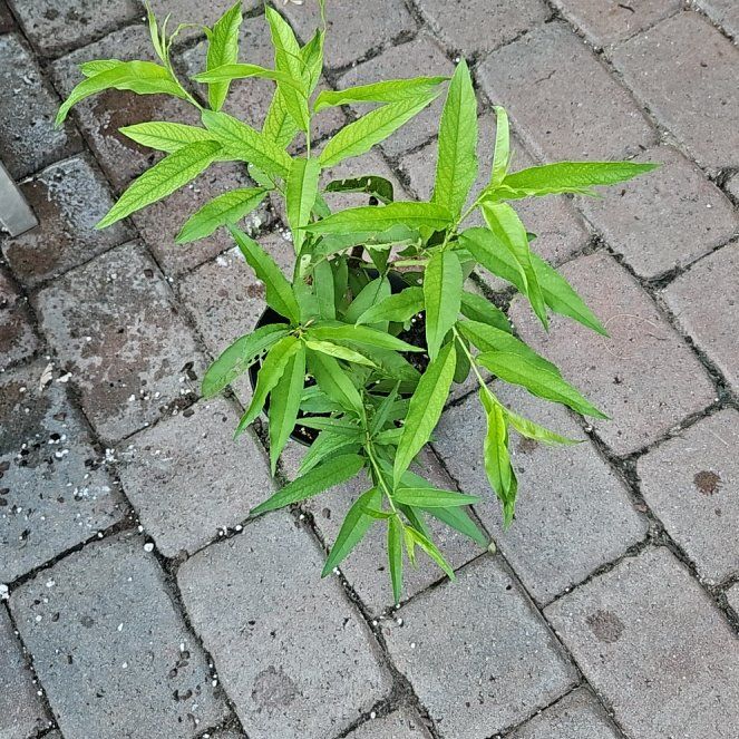Photo of the plant species Swamp Milkweed by @SwiftBeebalm72 named Leonardo on Greg, the plant care app