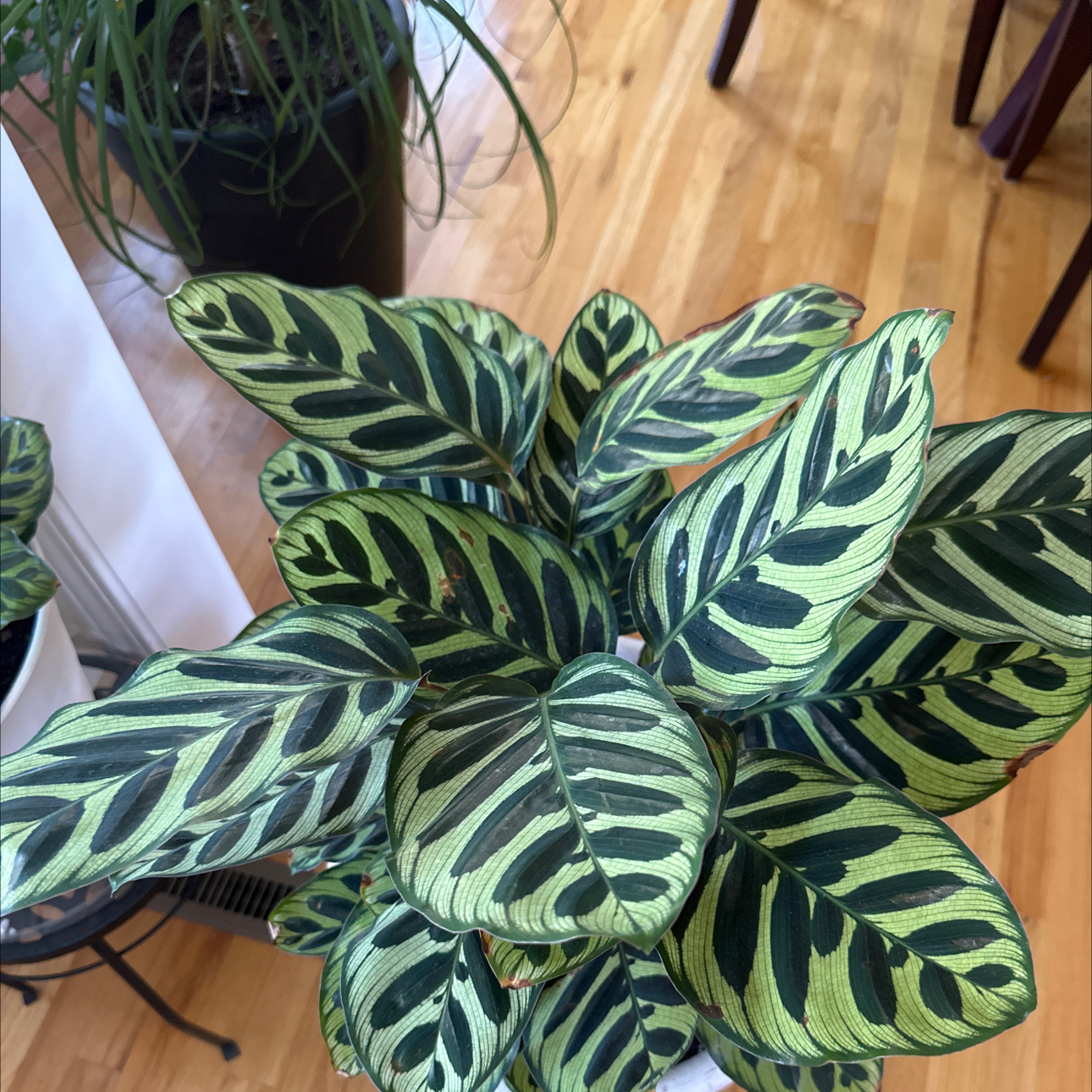 Healthy Zebra Calathea plant with distinct striped leaves.