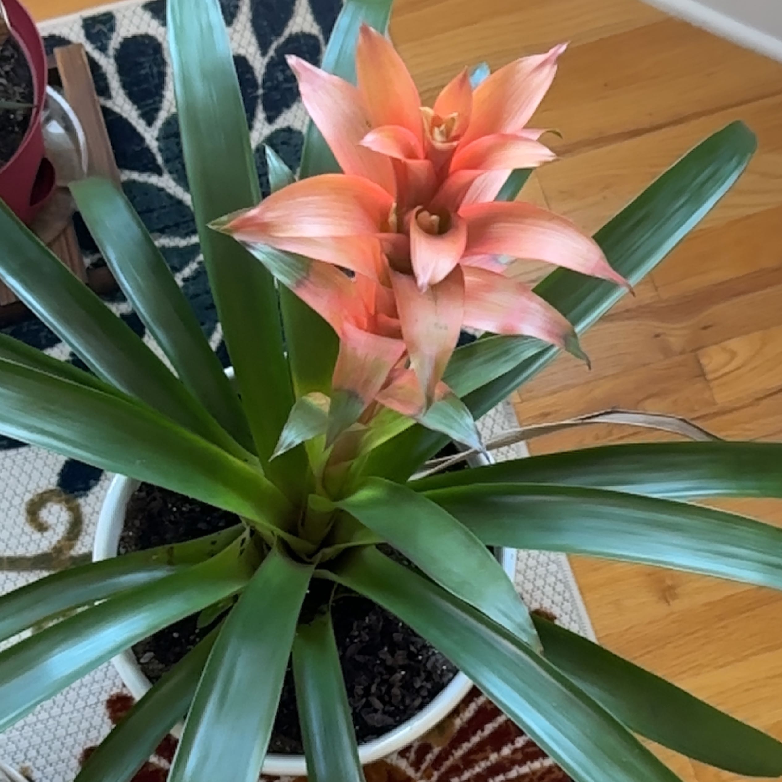 Bromeliad plant with green leaves and pinkish-orange flower spike in a white pot.