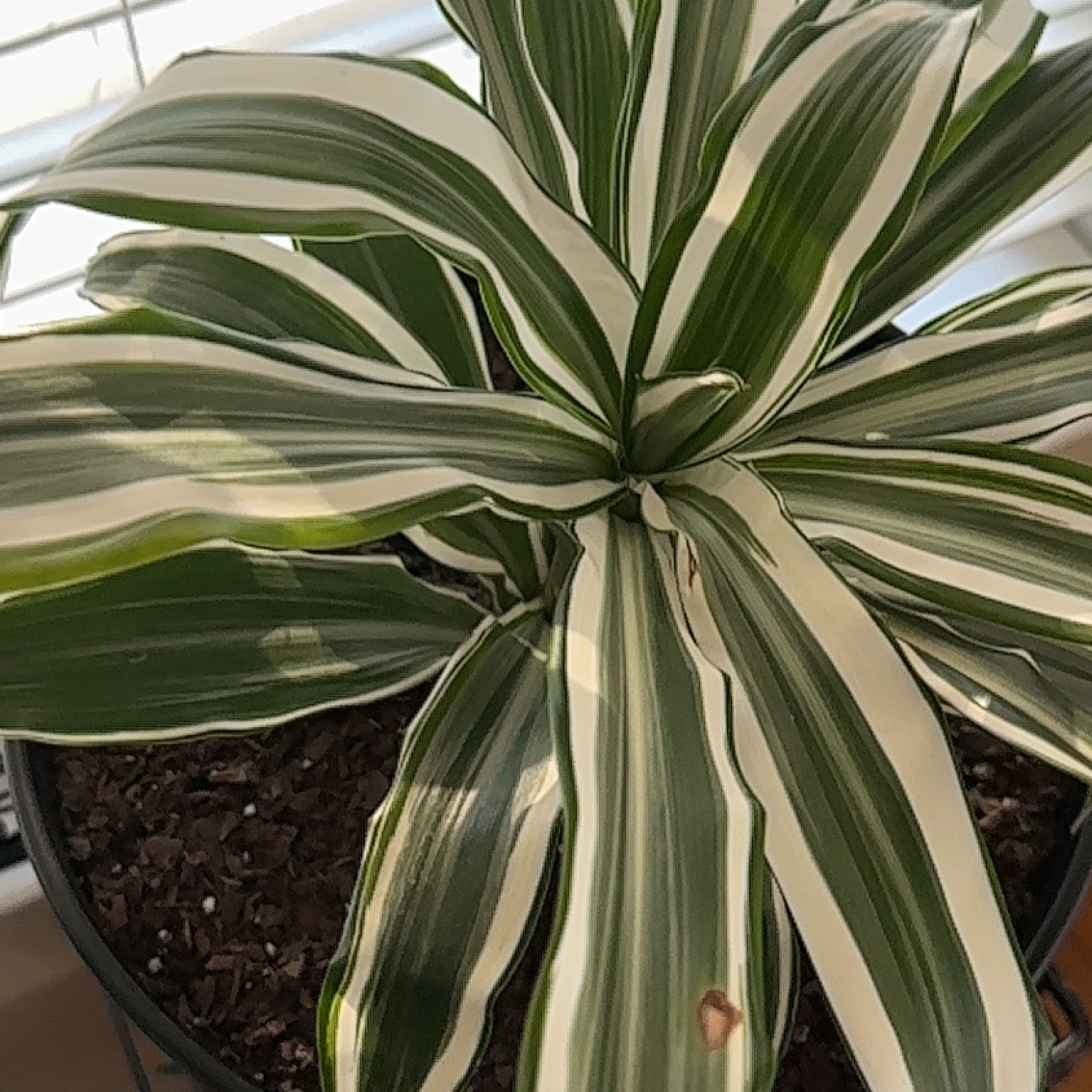 Dracaena 'Lemon Lime' plant with variegated green and white leaves in a pot.