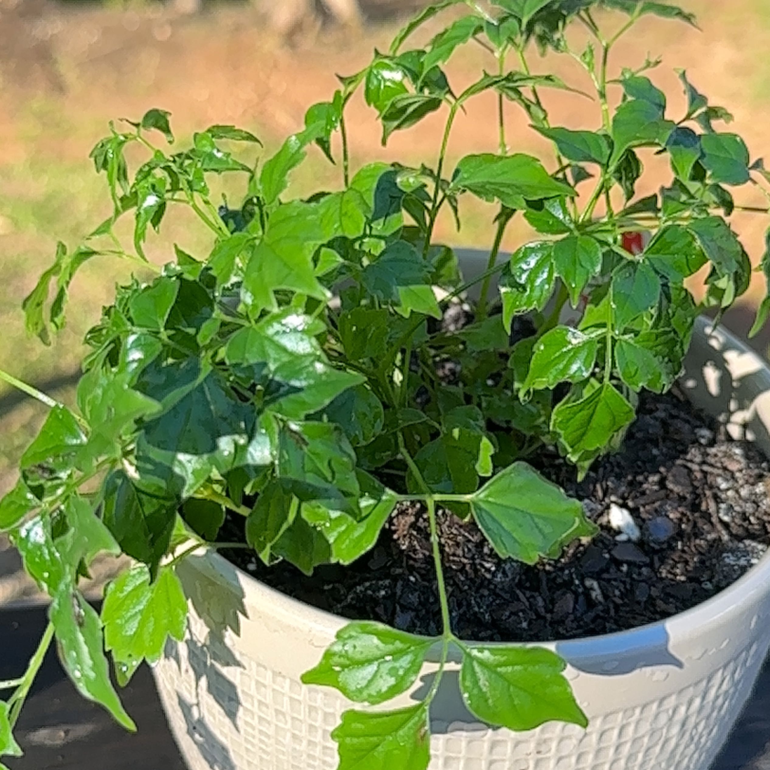 Healthy China Doll plant with lush green compound leaves growing in a white decorative pot, soil visible.