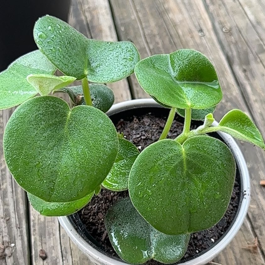 Felted Peperomia plant in a pot with healthy green leaves.