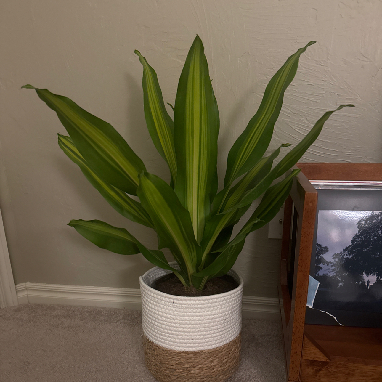 Photo of the plant species Dracena by @HotLagunaria69 named Dracena on Greg, the plant care app