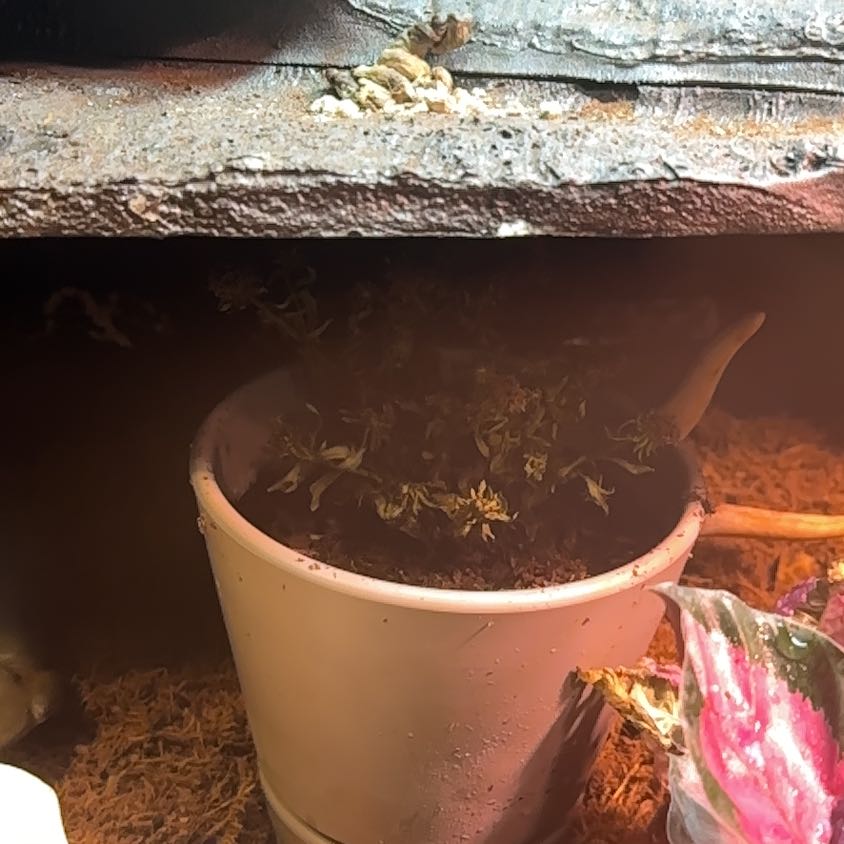 Photo of the plant species Henry III Purple Aster by @KeenSkyplant56 named Rosa on Greg, the plant care app