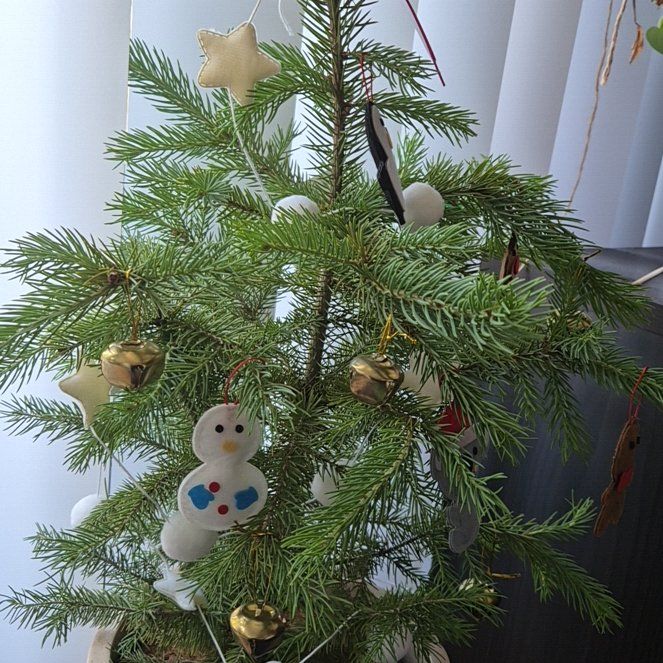 Photo of the plant species Blue Spruce by @HeritorAnacua74 named Pax on Greg, the plant care app