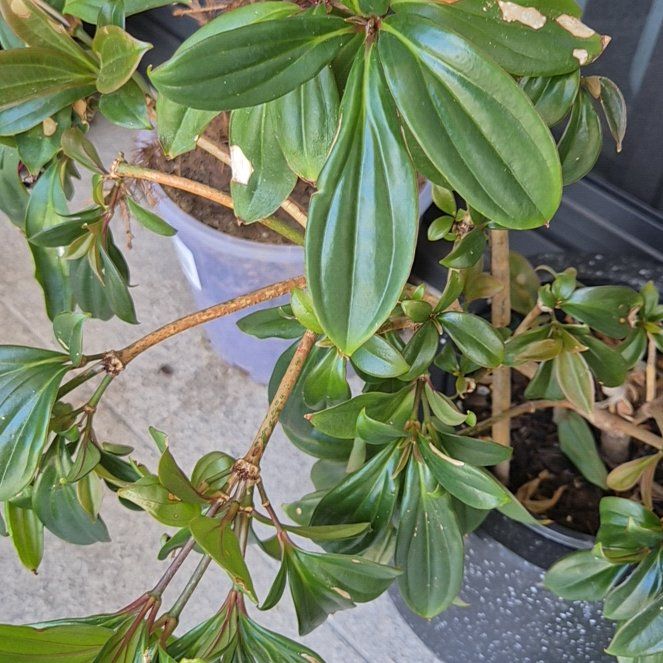 Photo of the plant species Showy Medinilla by @HeritorAnacua74 named Cleopatra on Greg, the plant care app